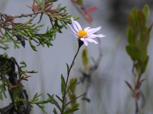 Oclemena nemoralis