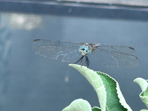 Blue Dasher