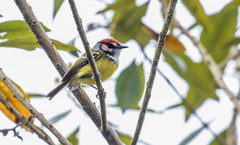 Poecilotriccus ruficeps