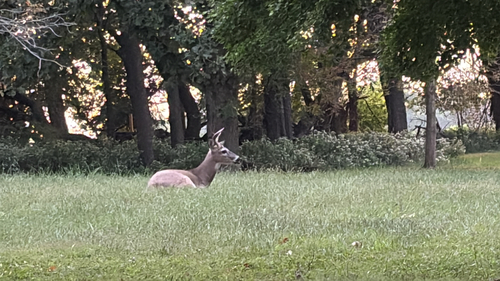 White-tailed Deer