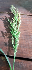 Panicum miliaceum, photograph (c) Ondřej Křivan, some rights reserved (CC BY)