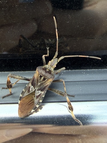 Western Conifer Seed Bug