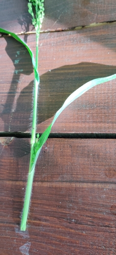 Panicum miliaceum, photograph 5