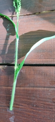 Panicum miliaceum, photograph (c) Ondřej Křivan, some rights reserved (CC BY)