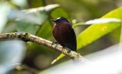 Ochthoeca cinnamomeiventris