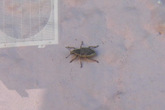 Eudiagogini