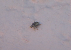 Eudiagogini