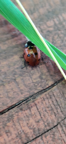 Seven-Spot Ladybird