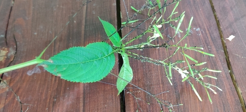 small balsam