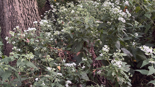 white snakeroot