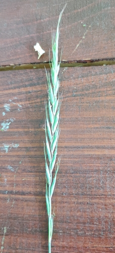bearded wild rye
