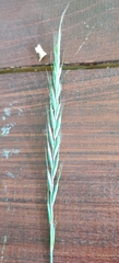 Elymus caninus