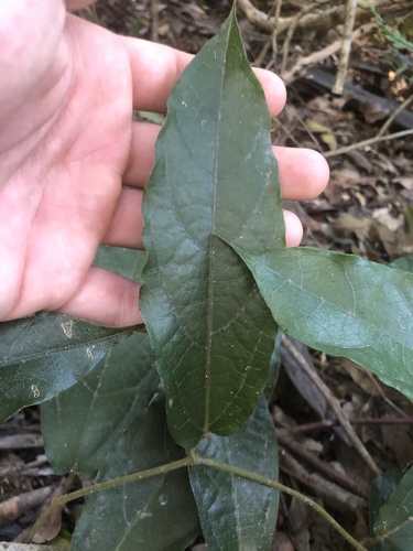 Aristolochia praevenosa, 2026-09-20