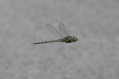 Coryphaeschna ingens