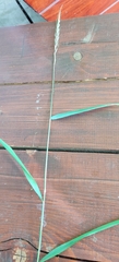 (c) Ondřej Křivan, some rights reserved (CC BY) Elymus caninus, photograph (c) Ondřej Křivan, some rights reserved (CC BY)