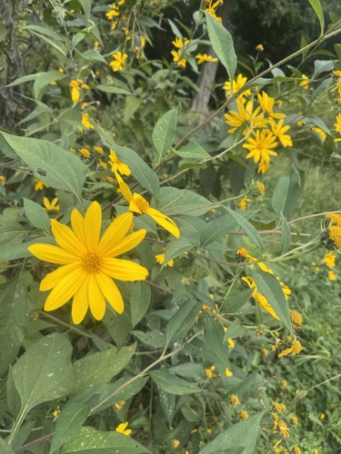 Jerusalem artichoke