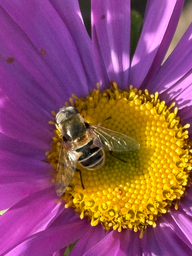 Yellow-shouldered Drone Fly