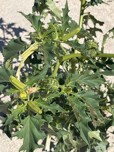 jimsonweed