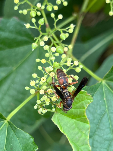 Northern Paper Wasp