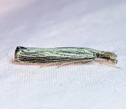 Vagabond Sod Webworm Moth