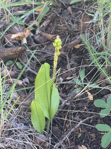 Chiricahua Adder's Mouth