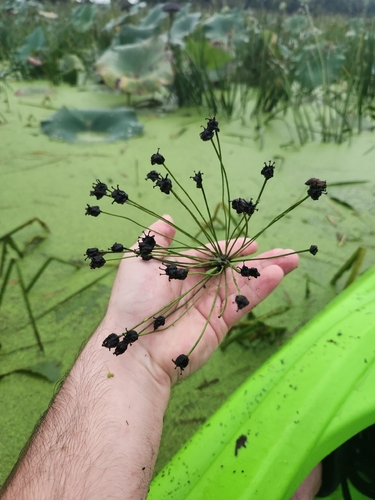 Flowering-rush