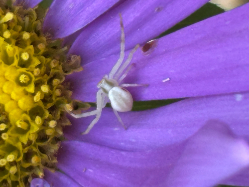 Goldenrod Crab Spider
