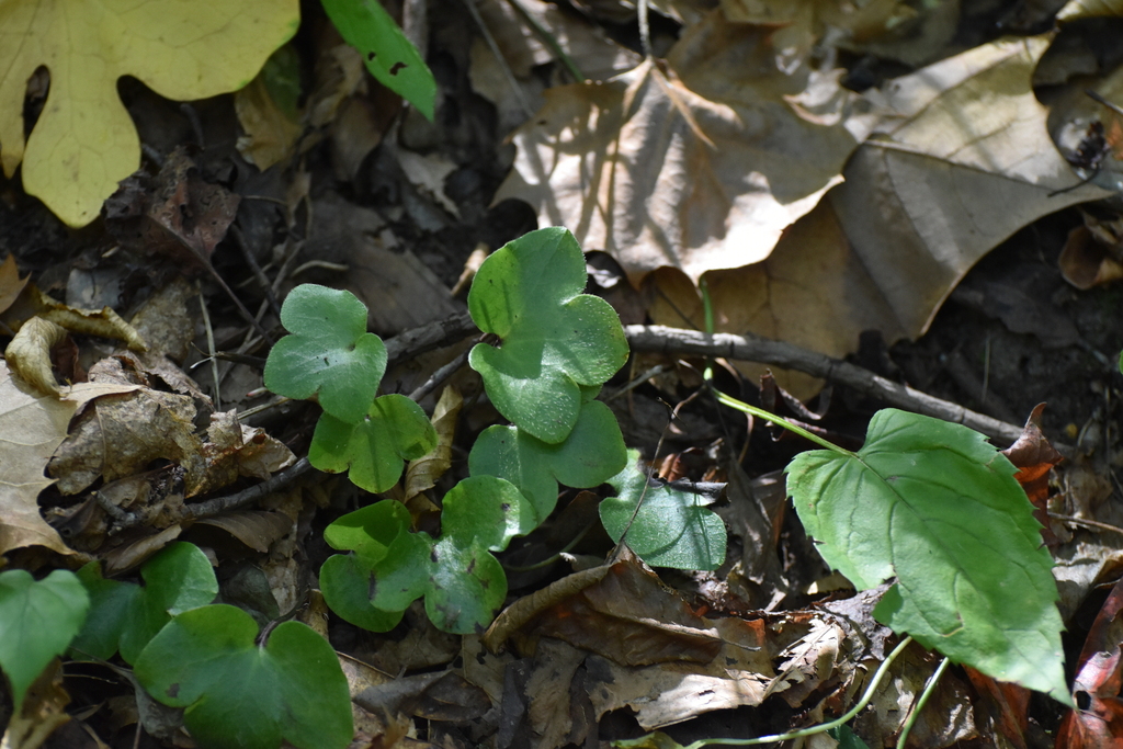 Hepatica americana; photograph (c) Ryan Watson, some rights reserved (CC BY)