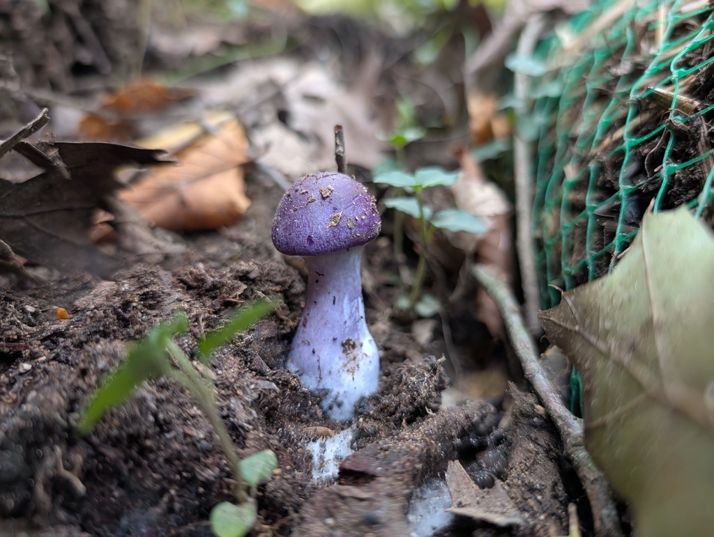 Viscid Violet Cort · September 2026 · photo: Photo: (c) Kay Roth, some rights reserved (CC BY) · iNaturalist