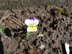 Viola cornuta