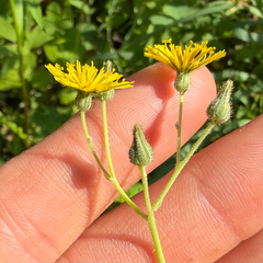 (c) Dustin Snider, some rights reserved (CC BY) Pilosella piloselloides, photograph (c) Dustin Snider, some rights reserved (CC BY)