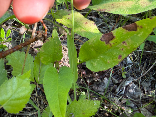 Pilosella piloselloides, photograph 6