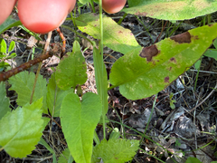 Pilosella piloselloides, photograph (c) Dustin Snider, some rights reserved (CC BY)