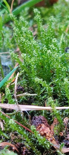 Square Gooseneck Moss