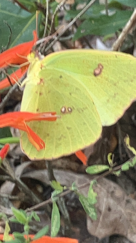 Cloudless Sulphur