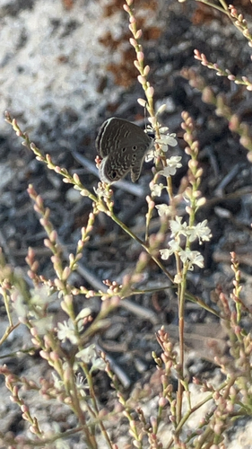 Ceraunus Blue