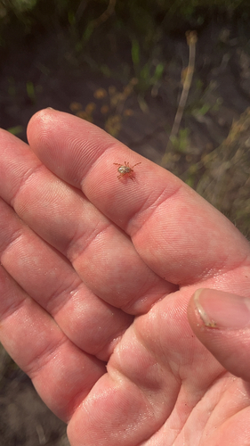 Gulf Coast Tick