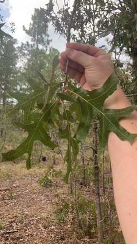 American turkey oak