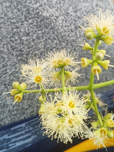 Water Pear