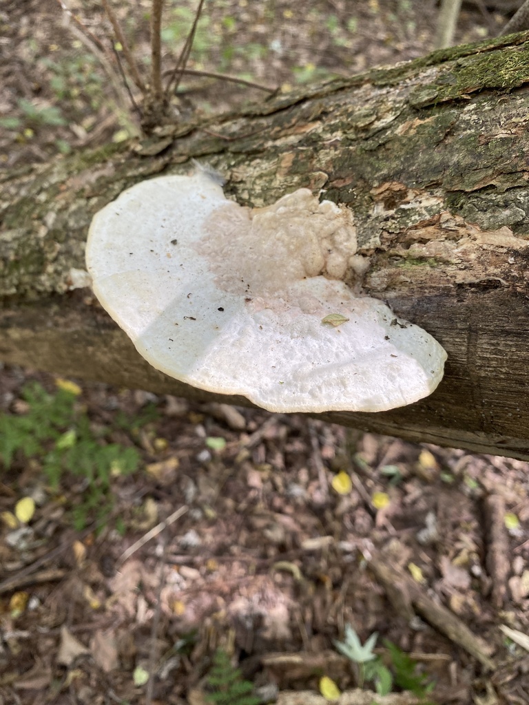 Lumpy Bracket · September 2026 · photo: Photo: (c) Christopher Volker, some rights reserved (CC BY) · iNaturalist