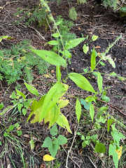 Hackelia virginiana, photograph (c) Andrew Sebastian, some rights reserved (CC BY)