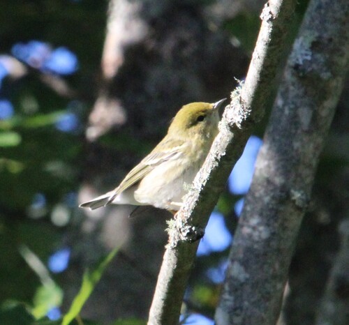 Blackpoll Warbler
