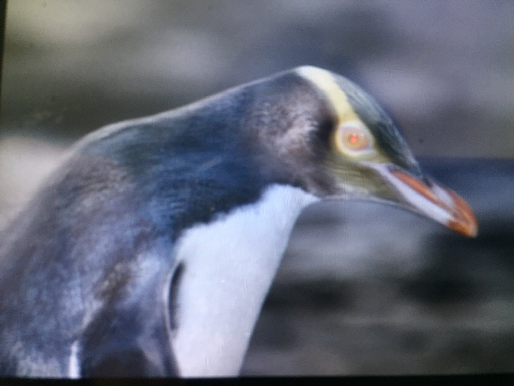Head and shoulders of a yellow-eyed penguin with its pale yellow eye band