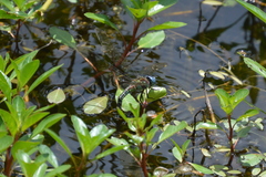 Coryphaeschna ingens