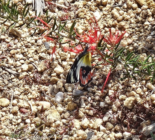 Scarlet Jezebel
