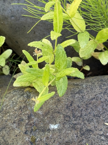 iNaturalist observation photo of Rough Hedgenettle