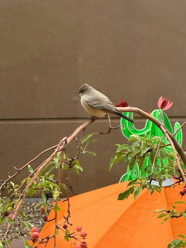 Say's Phoebe