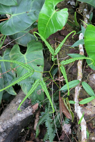 Sticherus bifidus observed 2025-12-20