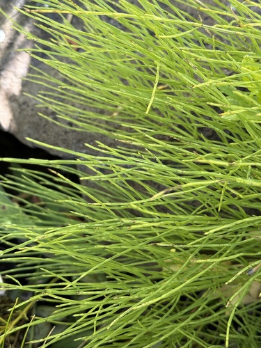 iNaturalist observation photo of field horsetail
