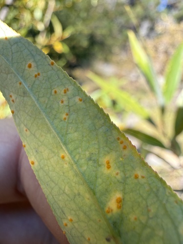 iNaturalist observation photo of Melampsora